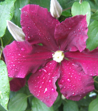 clematis ‘niobe’.jpg - 42406 Bytes